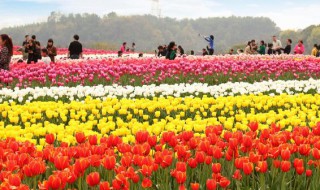 郁金香3月种植可以吗（郁金香4月份栽可以吗?）