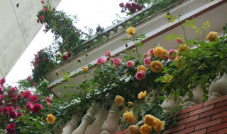 梦幻褶边月季是藤本还是灌木 梦幻波浪月季是藤本吗