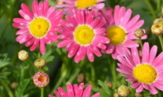 茼蒿菊的种植方法 家庭茼蒿的种植方法