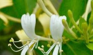 金银花叶子发黄发黑枯萎的原因（金银花叶子发黄发黑枯萎的原因有哪些）