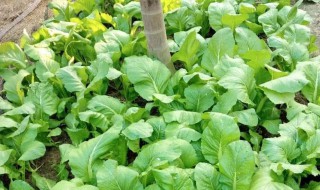 青菜叶子上有白色斑点是什么病（青菜叶子上有白色斑点是什么病?用什么农药可治?）