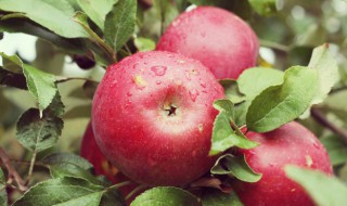 苹果核可以吃吗（苹果的核能吃吗?）