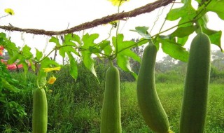 丝瓜怎么种（丝瓜怎么种才多结果）