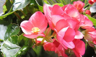 铁杆海棠花的养殖方法和注意事项 铁杆海棠花的养殖方法和注意事项视频