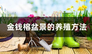 金钱榕盆景的养殖方法 金钱榕盆景的养殖方法繁殖