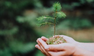 杉的寓意和象征（冷杉的寓意和象征）