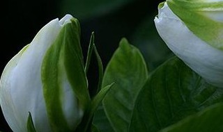 栀子花有白色的虫子怎么办（栀子花上有白色的虫子怎么办）