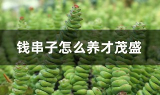 钱串子怎么养才茂盛 钱串子盆栽怎么养