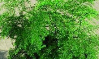 文竹新芽太长怎么办（文竹发芽太长怎么办）