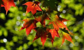 枫树品种 枫树品种简介
