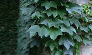 常春藤花怎么浇水 常春藤用什么水浇花
