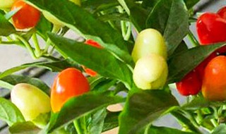 五彩辣椒家庭盆栽方法（五彩辣椒盆栽种植方法）