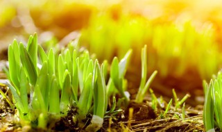 草芽是什么植物（草芽是什么植物的根）