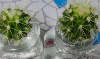 仙人球拦腰切还能活吗（仙人球切成块还能活吗）