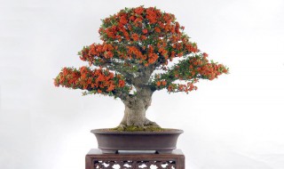 火棘盆景的养殖方法和注意事项 火棘盆景的养殖方法和注意事项有哪些