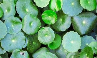 铜钱草水培多久换一次水 水培植物铜钱草多久换一次水,怎么换水