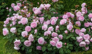 浓香型月季有哪些品种 浓香型月季有哪些品种爬藤