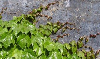 哪些花植物能爬墙（哪些花植物能爬墙养）