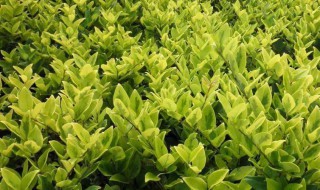 常见的绿化苗木品种 常见的绿化苗木品种图片