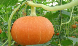 日本南瓜的种植方法和时间 日本南瓜的种植方法和时间图片