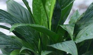 白掌叶尖发黄焦边补救方法（水培白掌叶尖发黄焦边补救方法）