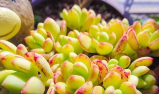 夏季多肉的养殖方法和浇水 多肉夏季如何浇水