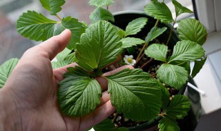 草莓只长叶子不开花怎么办（草莓只长叶不开花的处理方法）