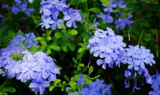 蓝雪花不开花是怎么回事 蓝雪花不开花是怎么回事呢