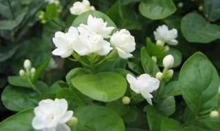 茉莉花不长叶子怎么回事（茉莉花不长叶子怎么回事儿）