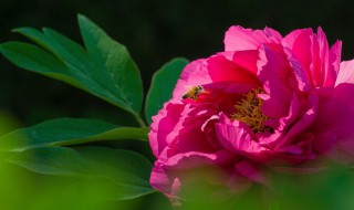 各国的国花是什么花 各国的国花是什么花及图片简笔画