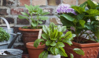 栀子花僵苗不长怎么办 栀子花僵苗不长怎么办视频