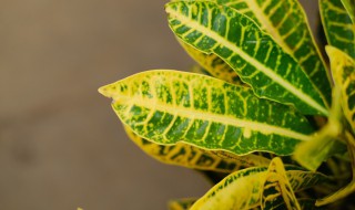 七彩变色龙花怎么养（七彩变色龙花怎么养活）