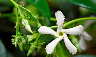 茉莉花香不香 茉莉花香不香怎么回事