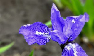 兰花花谢了以后该怎么办 兰花花谢了怎么处理