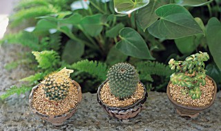 放阳台耐热耐晒植物（放阳台耐热耐晒植物大型绿叶植物）