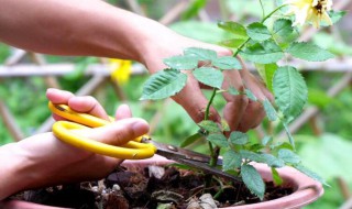 月季只剩杆如何恢复 月季买回来叶子掉了只剩杆子