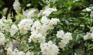 木香花的扦插繁殖方法（木香花的扦插繁殖方法视频）