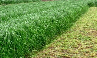 黑麦草几月播种 黑麦草播种期是什么时间