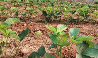 草莓苗怎样种才长得多又好? 草莓苗怎么才能长得好