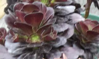 黑法师突然大量掉叶子（黑法师突然大量掉叶子怎么回事）