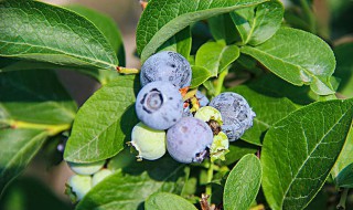 蓝莓生长环境条件 蓝莓生长环境条件土壤ph值