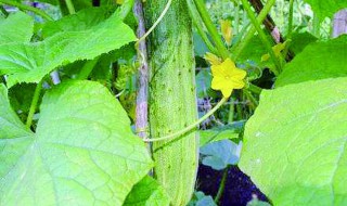 阳台黄瓜为什么只开花不结果 阳台种的黄瓜不结果