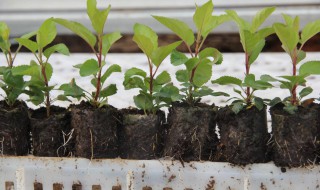 万能砧木是什么树（砧木是什么树图片）