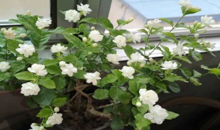 茉莉花适合什么土壤（茉莉花适合什么土壤养护）