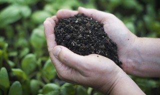 肥料的种类有哪些 肥料的种类有哪些图片