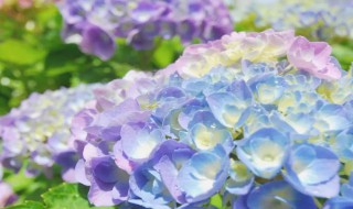 绣球颜色为什么会变（绣球颜色为什么会变淡）