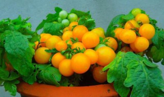 盆栽番茄一盆种几颗 一个花盆可以种几棵番茄