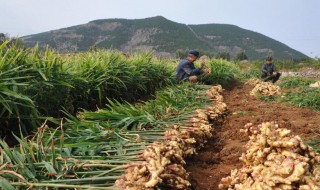 姜几月份种怎么种（姜是几月份种,怎么种）