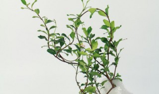 盘龙桂和风车茉莉的区别 盘龙桂和风车茉莉的区别图片