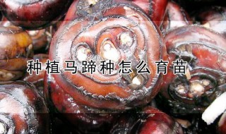 种植马蹄种怎么育苗（马蹄怎样育苗）